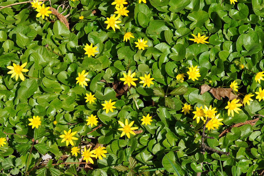 Scharbockskraut Ranunculus ficaria