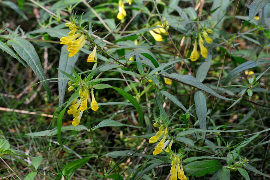 Wald-Wachtelweizen Melampyrum silvaticum 1