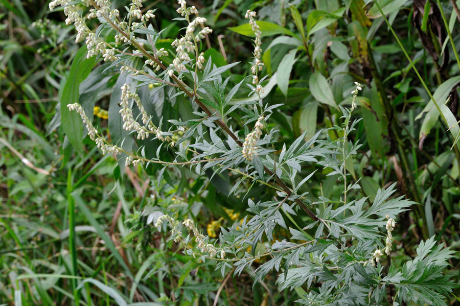 Gemeiner Beifuss Artemisia vulgaris 1