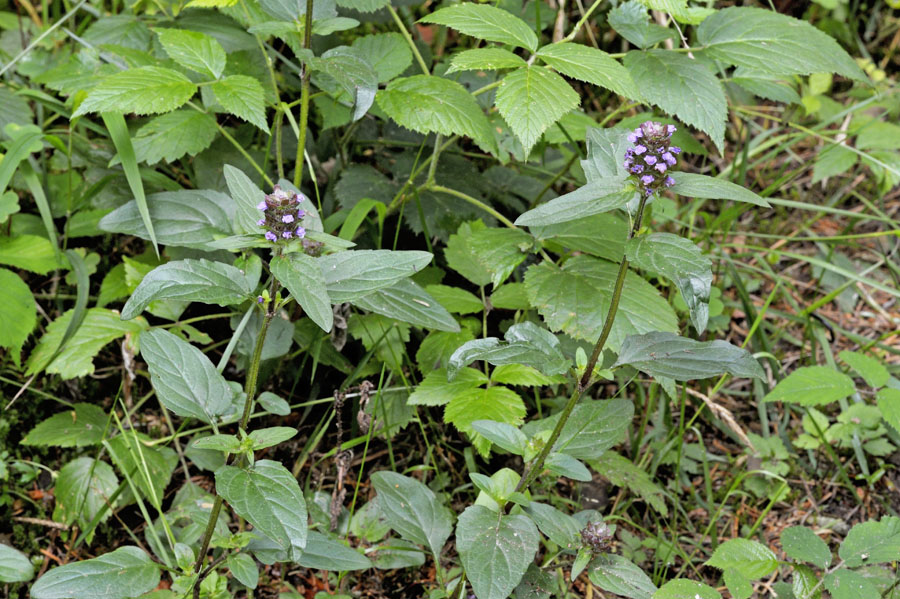 Kleine Braunelle Prunella vulgaris 1