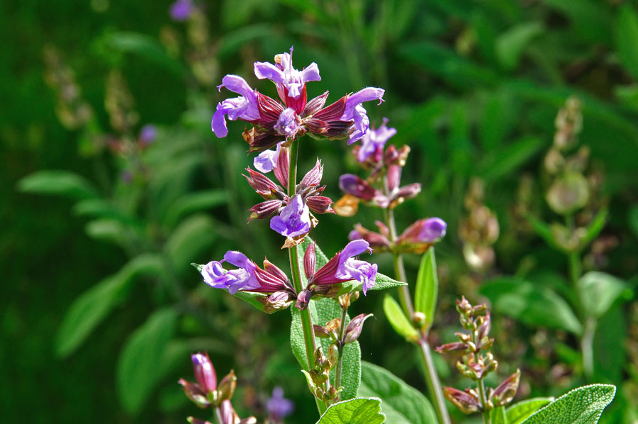 Echter Kuechensalbei Salvia officinalis
