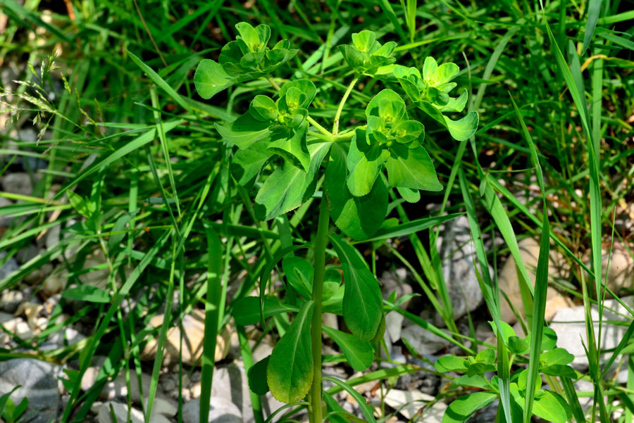 Sonnenwend-Wolfsmilch Euphorbia helioscopia 1