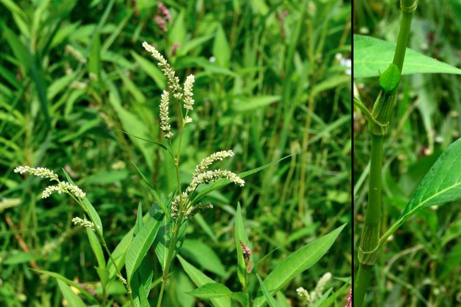 Ampfer-Knoeterich Persicaria lapathifolia 2