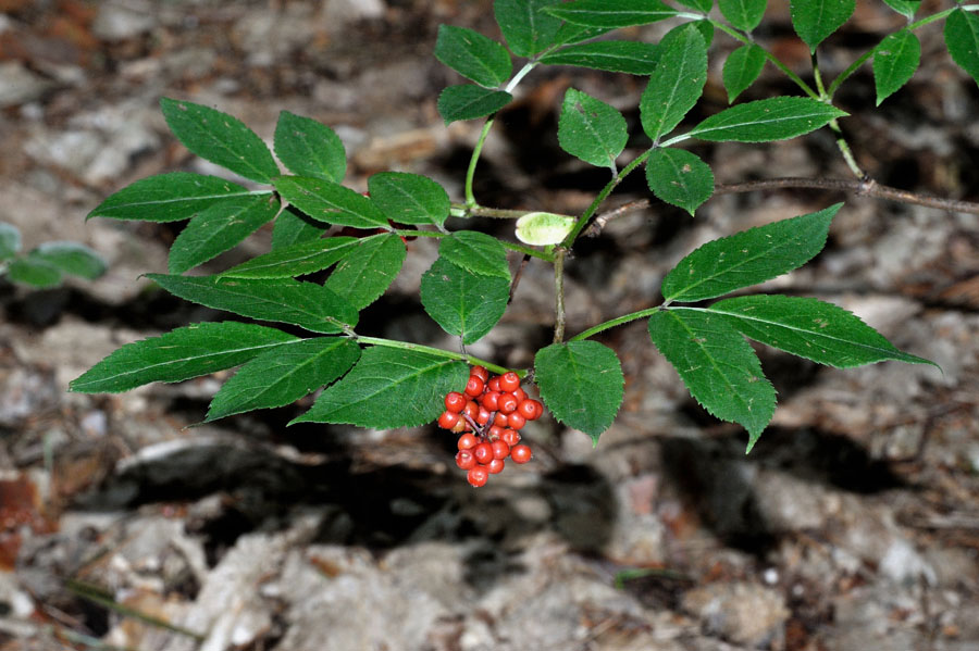 Roter Holunder Sambucus racemosa 