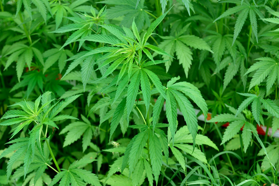 Hanf Cannabis sativa 1