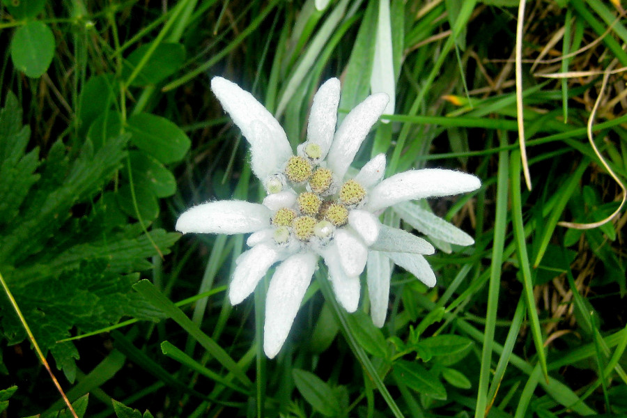 Alpen-Edelweiss Leontopodium nivale 1