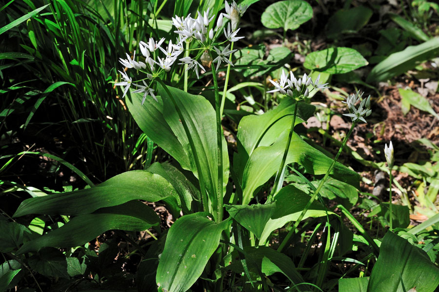 Baerlauch, Allium ursinum 1