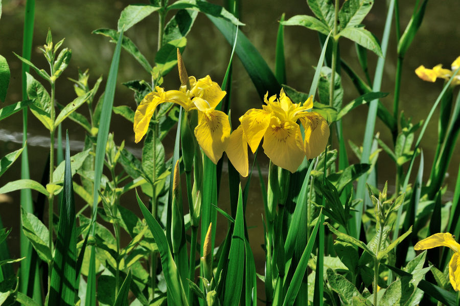 Sumpfschwertlilie Iris pseudacorus 1