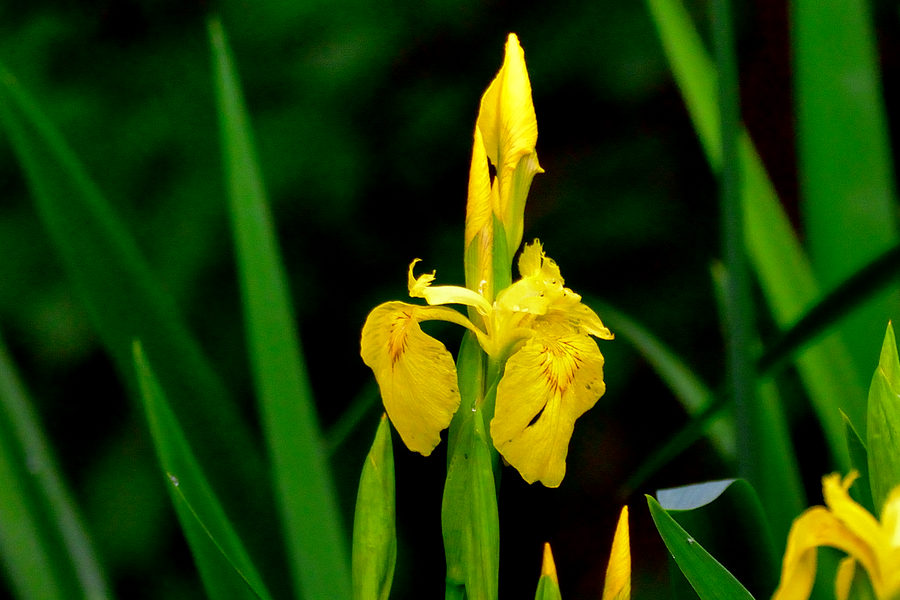 Sumpfschwertlilie Iris pseudacorus 2