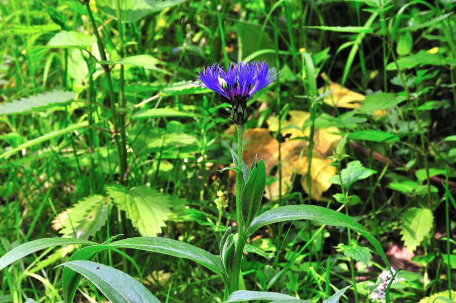 Bergflockenblume Centaurea montana 1