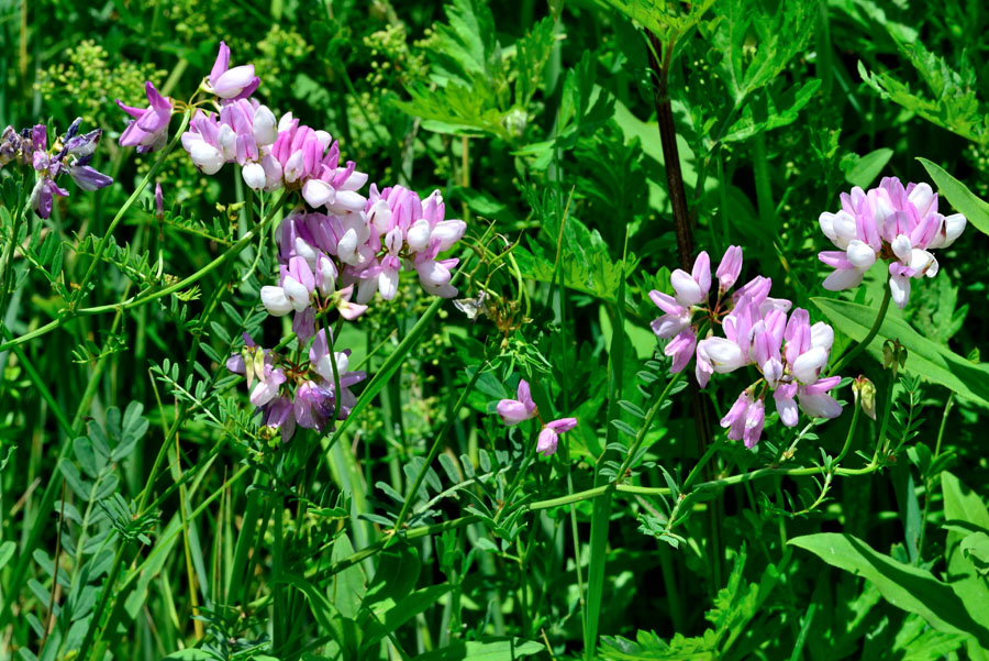 Bunte Kronwicke Coronilla varia 1