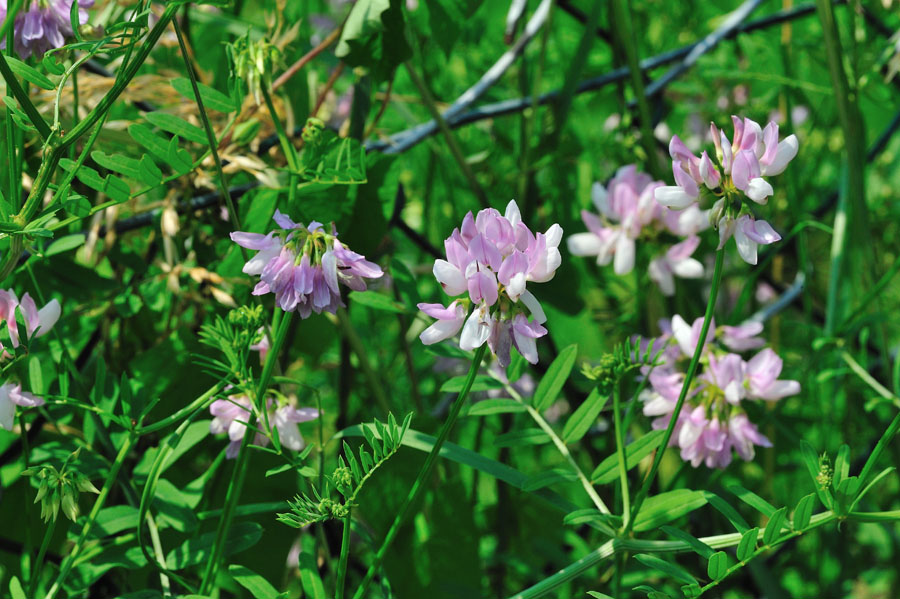 Bunte Kronwicke Coronilla varia 2