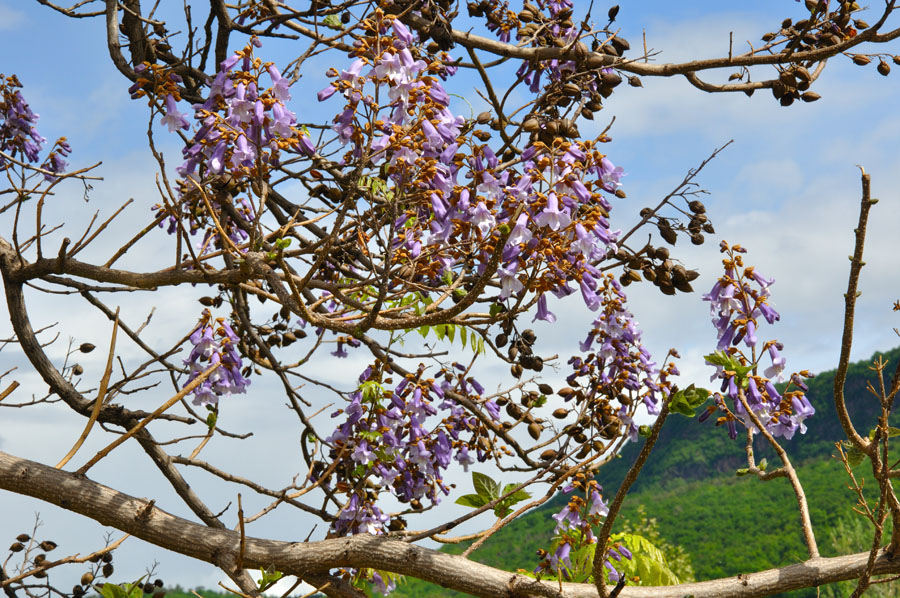 Blauglockenbaum Paulownia tomentosa 1