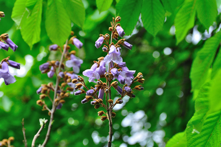 Blauglockenbaum Paulownia tomentosa 2