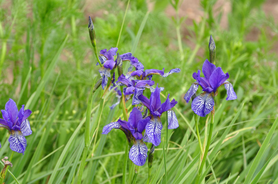 Sibirische Schwertlilie Iris sibirica 1