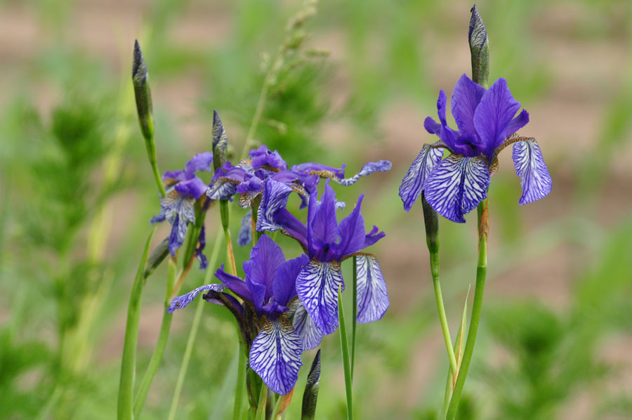 Sibirische Schwertlilie Iris sibirica 2