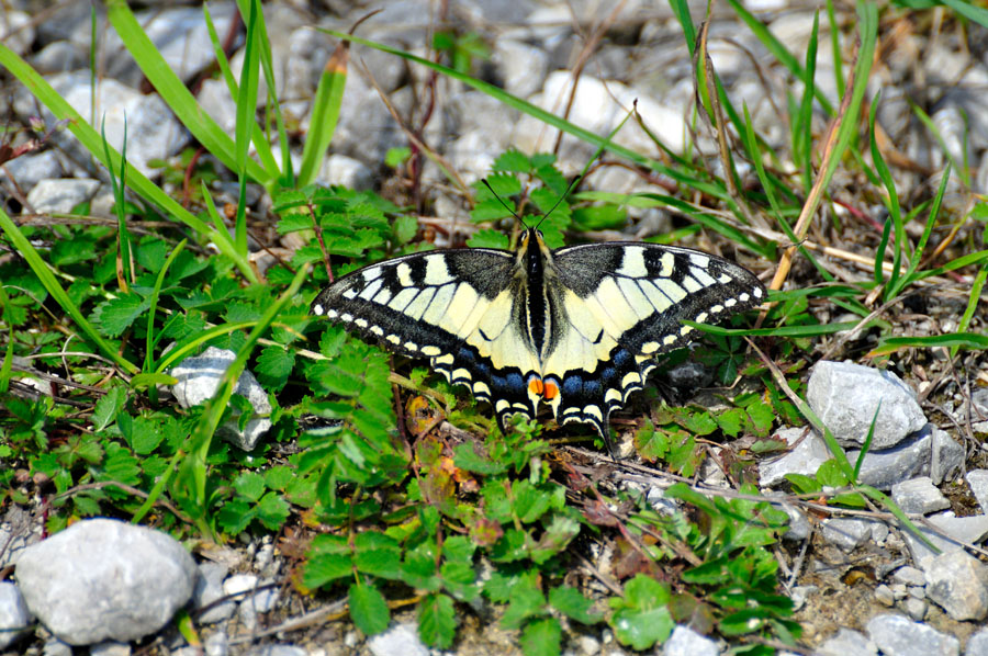 Schwalbenschwanz Papilio machaon 1