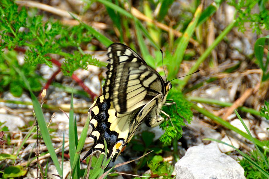 Schwalbenschwanz Papilio machaon 2