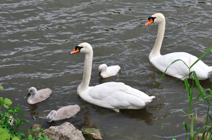 Hoeckerschwan, Cygnus olor 1