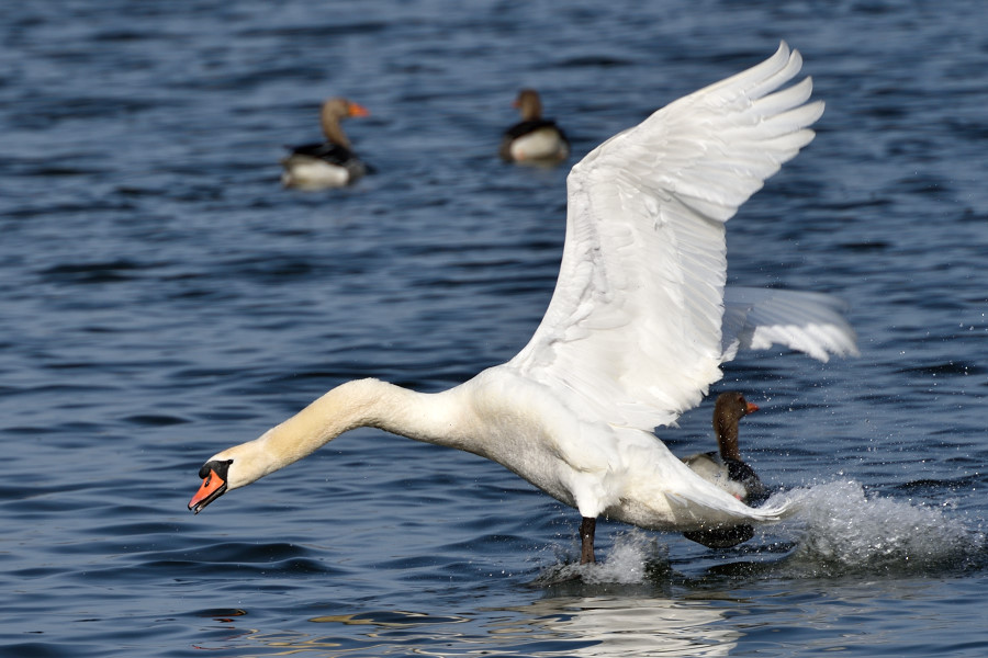 Hoeckerschwan, Cygnus olor 2