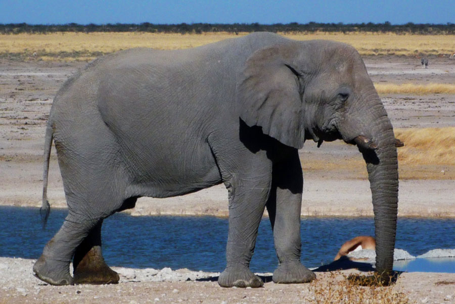Afrikanischer Elefant Loxodonta africana