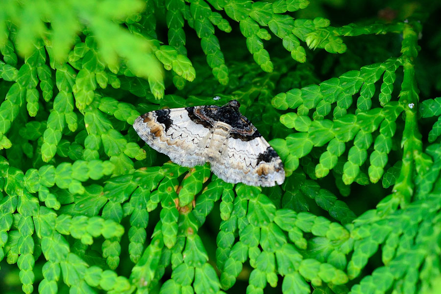 Braunbinden-Blattspanner Catarhoe cuculata